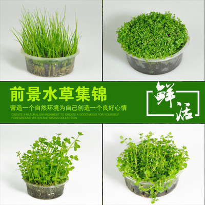 鱼缸水草活体水族箱造景包邮