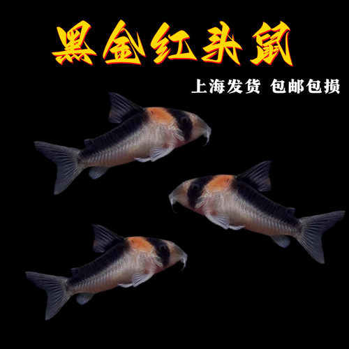 黑金红头鼠南美鼠鱼群游鱼淡水鱼
