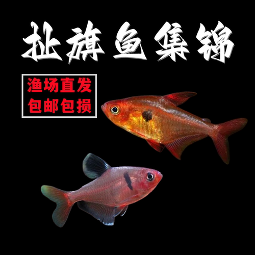 红衣梦幻扯旗南美小型热带鱼包邮