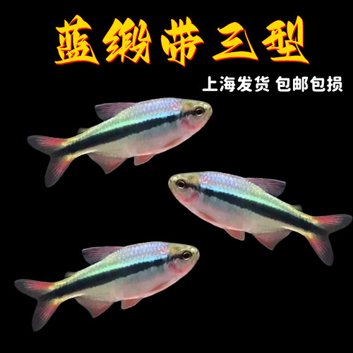 蓝缎带三型3型皇室青魔鬼群游鱼