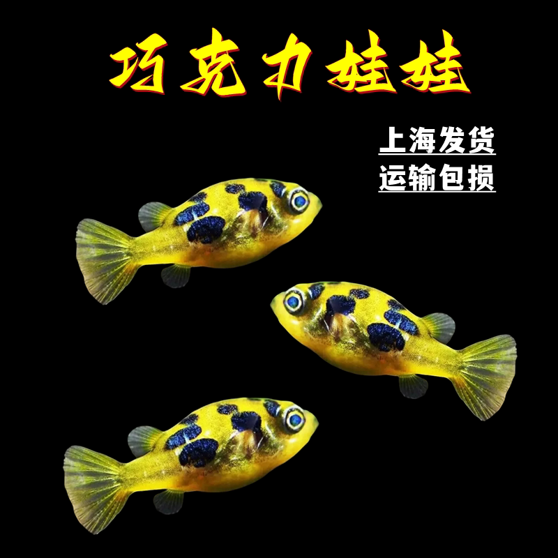潜水艇会生气的鱼凶猛气泡鱼活体巧克力娃娃河豚鱼吃螺观赏鱼包邮