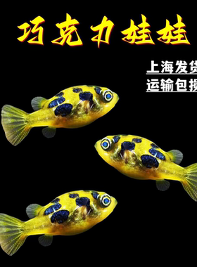 河豚鱼热带鱼吃螺凶猛生气鱼活体