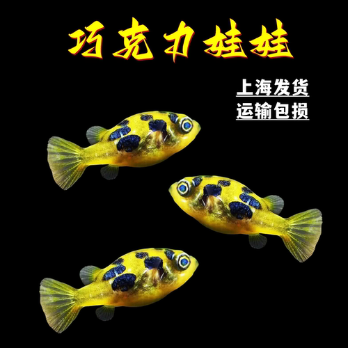 河豚鱼热带鱼吃螺凶猛生气鱼活体