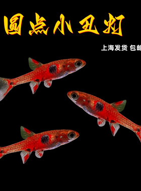 圆点小丑灯鱼一线绿线红蚂蚁灯鱼