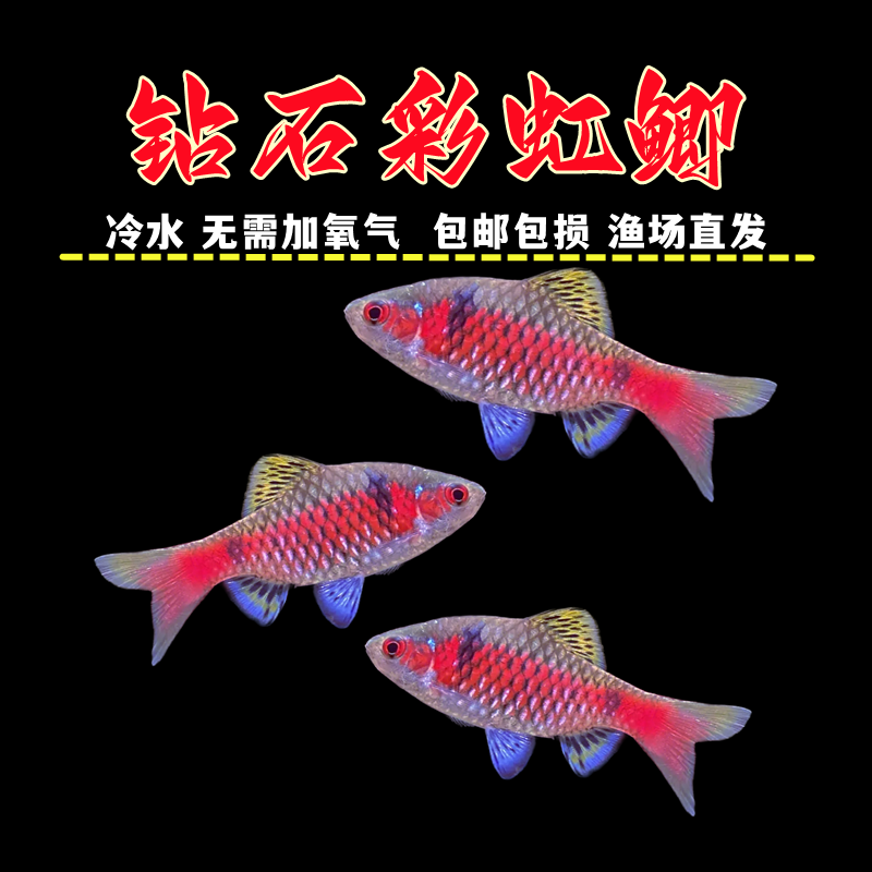 钻石彩虹鲫鱼活体草缸热带鱼小型冷水淡水鱼进口观赏鱼无需加热,宠物/宠物食品及用品,鱼,淘宝优惠券,粉丝福利购,淘宝优惠卷