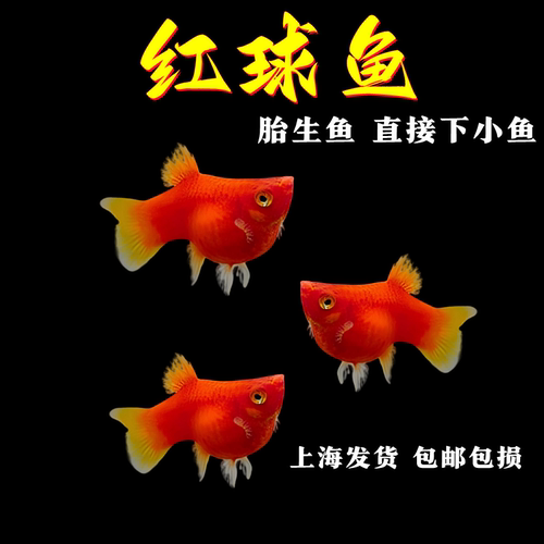 红皮球鱼红太阳球鱼玛丽鱼胎生鱼