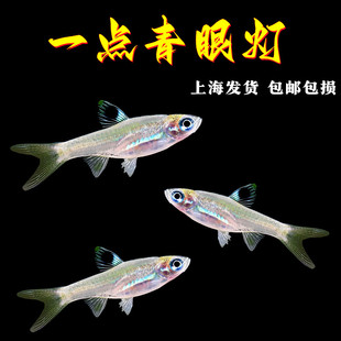 一点青眼灯鱼一盏青眼灯蓝眼青钻灯小型热带鱼群游蓝眼睛灯淡水鱼
