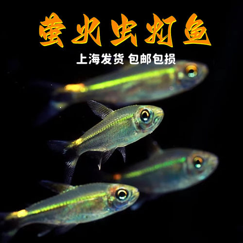 萤火虫鱼热带鱼小型鱼活体淡水鱼