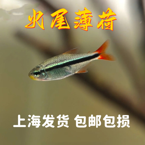 火尾薄荷魔鬼灯鱼红尾薄荷鱼活体