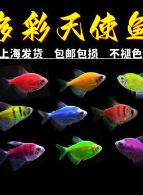 彩天使鱼不褪色好养活体观赏鱼淡水鱼小型彩裙鱼练手热带鱼活体鱼