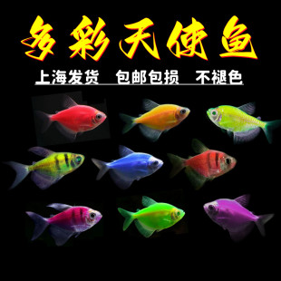 彩天使鱼不褪色好养活体观赏鱼淡水鱼小型彩裙鱼练手热带鱼活体鱼