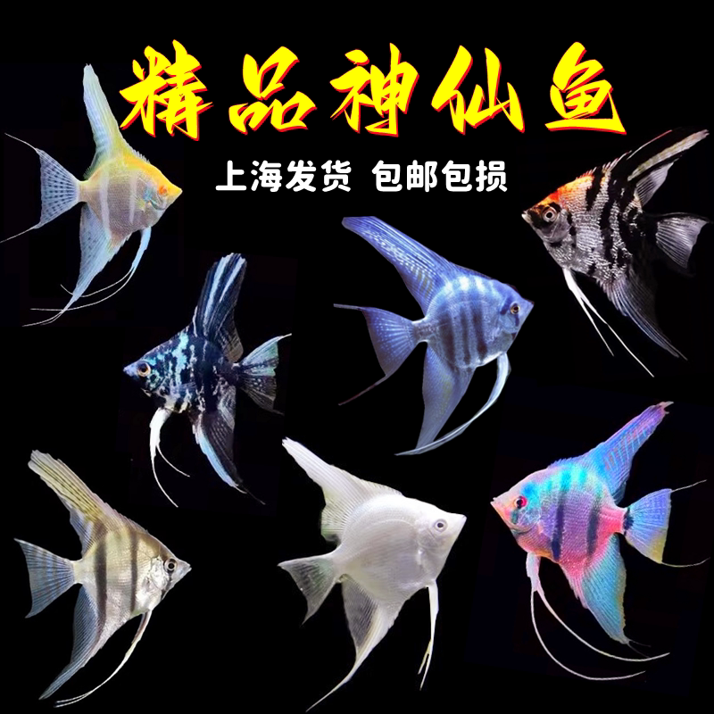 七彩神仙鱼苗热带鱼秘鲁陨石蓝魔神仙鱼中型热带鱼观赏活体鱼包邮