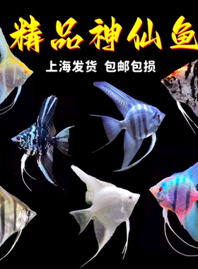 七彩神仙鱼苗热带鱼秘鲁陨石蓝魔神仙鱼中型热带鱼观赏活体鱼包邮