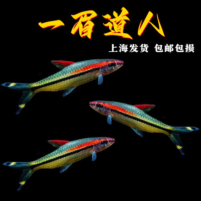 一眉道人红眉道人小型群游观赏鱼