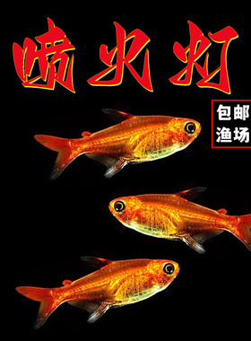喷火灯小型鱼热带鱼淡水灯鱼火焰灯鱼草缸鱼群游宠物活体包邮包活