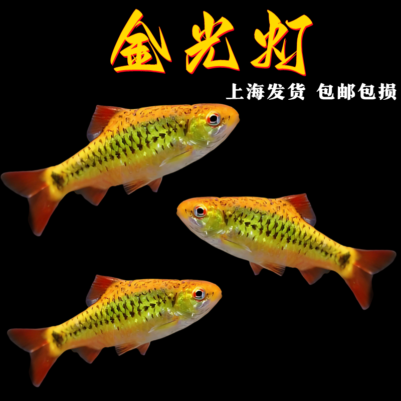 金光灯鱼金元宝鱼淡水小型热带鱼