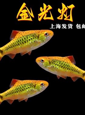 金光灯鱼金元宝鱼红绿灯鱼金条鲫鱼小型热带鱼淡水鱼观赏鱼活体鱼