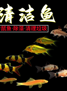 清道夫工具鱼金苔鼠老鼠熊猫珍珠咖啡紫罗兰清洁鱼底栖鱼活体吃屎