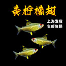 柠檬灯鱼超级柠檬灯隆背柠檬灯群游鱼热带鱼观赏鱼淡水草缸小型鱼