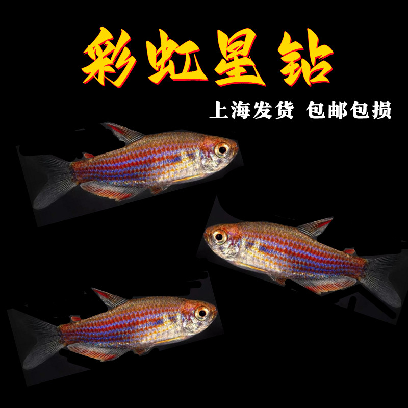 彩虹星钻灯鱼淡水鱼小型热带鱼