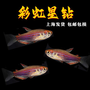彩虹星钻灯鱼观赏鱼淡水鱼彩虹星钻帝王南美小型热带鱼群游鱼活体