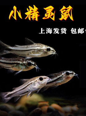 精灵鼠鱼小型热带鱼淡水鱼除涡虫月光鼠鱼小精灵迷你鼠鱼群游活体