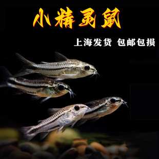 精灵鼠鱼小型热带鱼淡水鱼除涡虫月光鼠鱼小精灵迷你鼠鱼群游活体