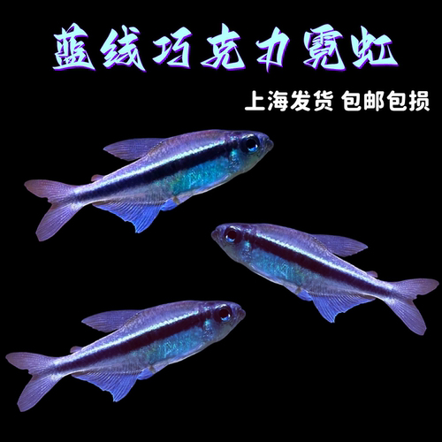 蓝线巧克力霓虹绯红巧克力霓虹鱼
