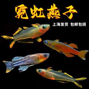 霓虹燕子鱼新郎官珍珠阿鲁橘红燕子灯科鱼热带鱼观赏鱼活体鱼包活