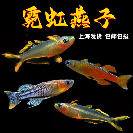 霓虹燕子鱼新郎官珍珠阿鲁橘红燕子灯科鱼热带鱼观赏鱼活体鱼包活