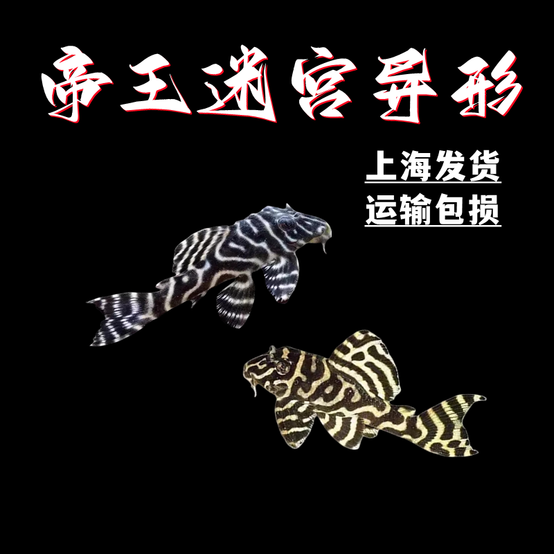 L333帝王迷宫异型南美热带鱼底栖