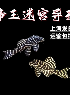 帝王迷宫老鼠斑异型L333人工鱼小型淡水鱼南美观赏鼠清道夫鱼底栖