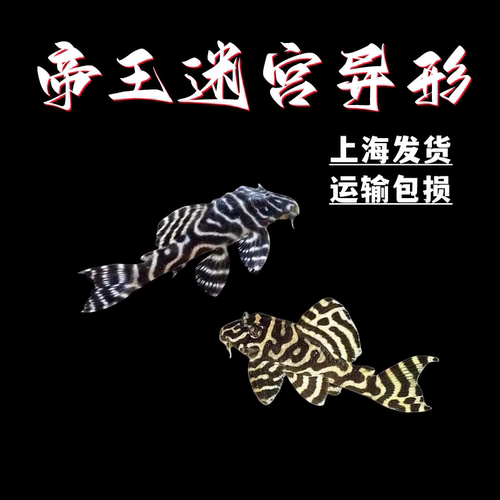 L333帝王迷宫异型南美热带鱼底栖