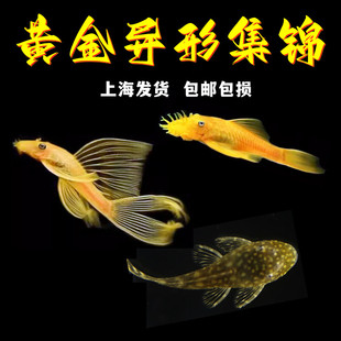 黄金大胡子鱼大帆工具鱼清缸除藻工具鱼热带小型淡水鱼红蓝眼胡子