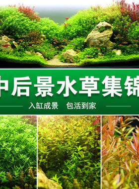 有茎类新手阴性造景水草包邮