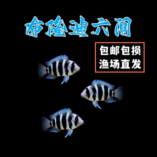 进口台湾坦鲷萨伊蓝六间伊巴卡六间布隆迪六间布隆迪三湖慈鲷鱼