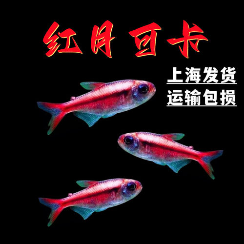 红月可卡南美进口鱼粉红钻石可卡
