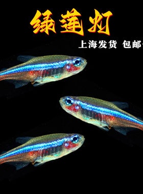 绿莲灯鱼小型热带鱼绿霓虹灯鱼
