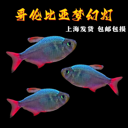 哥伦比亚梦幻灯鱼淡水鱼热带鱼
