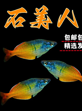 石美人鱼热带鱼美人鱼活体鱼