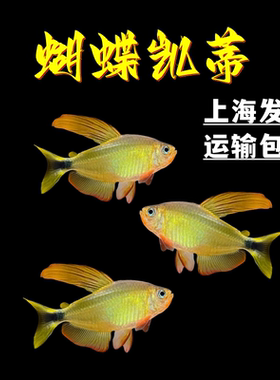 蝴蝶凯蒂灯鱼热带淡水鱼南美进口