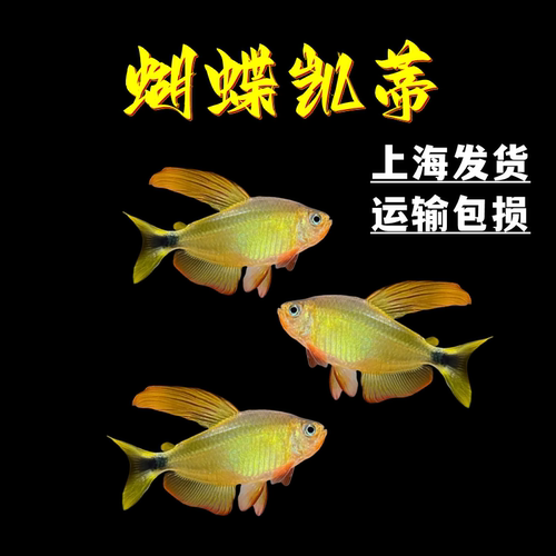 蝴蝶凯蒂灯鱼热带淡水鱼南美进口
