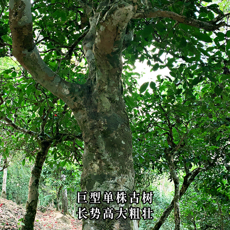 蕴品临沧大雪山生茶花香