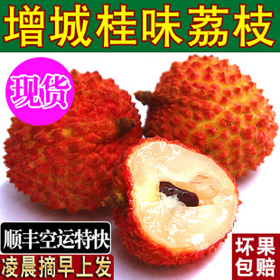 【正宗增城桂味荔枝】新鲜现摘现发顺丰次日达应季水果大广东老树