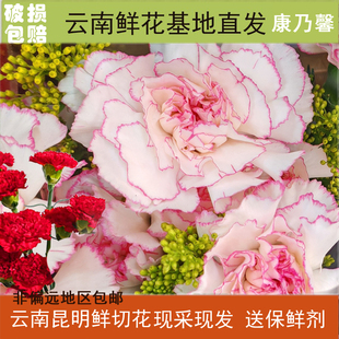 鲜花家用插花红康乃馨云南基地直发水养花商业开业送礼批发搭配草