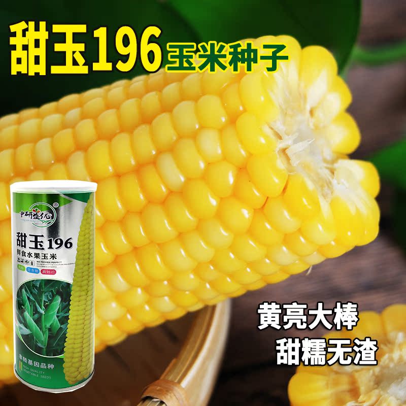 研优甜玉196玉米种子 抢早上市黄糯玉米籽 大田高产苞米大棒早熟