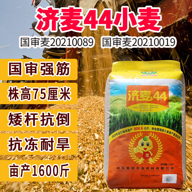 济麦44小麦种子 大田国审强筋抗冻冬小麦原种 矮杆抗倒雨前麦孑使用感如何?
