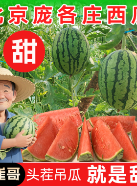 大兴庞各庄小西瓜 新鲜水果应季L600 非麒麟手撕现摘迷你头茬吊瓜