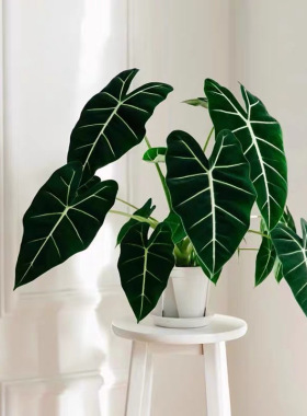 绿天鹅绒海芋ins风网红绿植进口盆栽室内阳台热带喜阴观叶植物