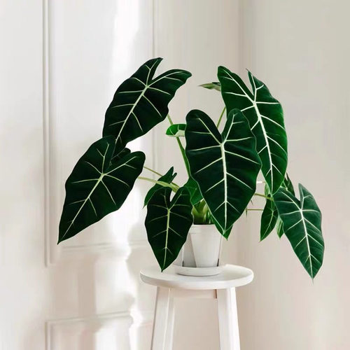 绿天鹅绒海芋ins风网红绿植进口盆栽室内阳台热带喜阴观叶植物